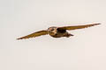 Dusky Crag Martin Ptyonoprogne concolor sintaungensis