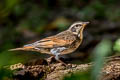 Dusky Thrush Turdus eunomus