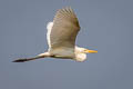 Eastern Great Egret Ardea alba modesta