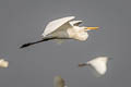 Eastern Great Egret Ardea alba modesta