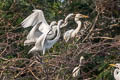 Eastern Great Egret Ardea alba modesta