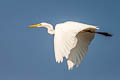 Eastern Great Egret Ardea alba modesta