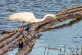 Eastern Great Egret Ardea alba modesta