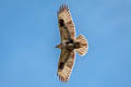 Eastern Buzzard Buteo japonicus 