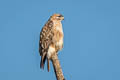 Eastern Buzzard Buteo japonicus 