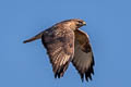 Eastern Buzzard Buteo japonicus 