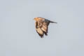 Eastern Buzzard Buteo japonicus 