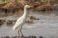 Eastern Cattle Egret Bubulcus coromandus