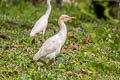 Eastern Cattle Egret Bubulcus coromandus