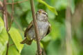 Eastern Crowned Warbler Phylloscopus coronatus 