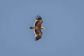 Eastern Imperial Eagle Aquila heliaca