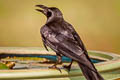 Eastern Jungle Crow Corvus levaillantii