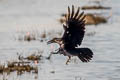 Eastern Jungle Crow Corvus levaillantii