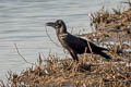 Eastern Jungle Crow Corvus levaillantii