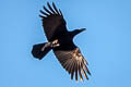 Eastern Jungle Crow Corvus levaillantii