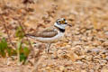 Eastern Little Ringed Plover Charadrius dubius jerdoni