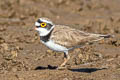 Eastern Little Ringed Plover Charadrius dubius jerdoni