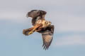 Eastern Marsh Harrier Circus spilonotus