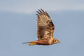 Eastern Marsh Harrier Circus spilonotus