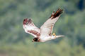 Eastern Marsh Harrier Circus spilonotus