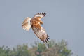 Eastern Marsh Harrier Circus spilonotus