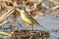 Eastern Yellow Wagtail Motacilla tschutschensis macroynx