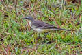 Eastern Yellow Wagtail Motacilla tschutschensis ssp.