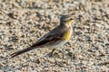 Eastern Yellow Wagtail Motacilla tschutschensis tschutschensis