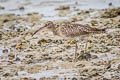 Eurasian Whimbrel Numenius phaeopus variegatus