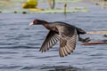 Eurasian Coot Fulica atra atra