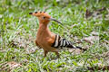 Eurasian Hoopoe Upupa epops longirstris