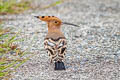 Eurasian Hoopoe Upupa epops longirstris