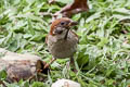 Eurasian Tree Sparrow Passer montanus malaccensis