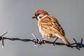 Eurasian Tree Sparrow Passer montanus malaccensis