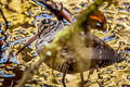 Eurasian Woodcock Scolopax rusticola 