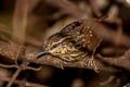 Eyebrowed Wren-Babbler Napothera epilepidota davisoni