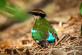 Fairy Pitta Pitta nympha