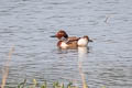 Ferruginous Duck Aythya nyroca