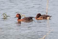 Ferruginous Duck Aythya nyroca