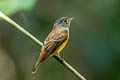 Ferruginous Flycatcher Muscicapa ferruginea