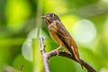 Ferruginous Flycatcher Muscicapa ferruginea