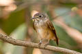 Ferruginous Flycatcher Muscicapa ferruginea