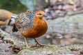 Ferruginous Partridge Caloperdix oculeus oculeus