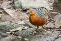 Ferruginous Partridge Caloperdix oculeus oculeus