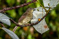 Finsch's Bulbul Iole finschii