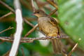 Finsch's Bulbul Iole finschii