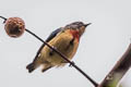 Fire-breasted Flowerpecker ignipectus ignipectus