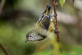 Fire-breasted Flowerpecker ignipectus ignipectus