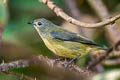 Fire-breasted Flowerpecker ignipectus ignipectus