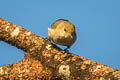 Fire-capped Tit Cephalopyrus flammiceps olivaceus